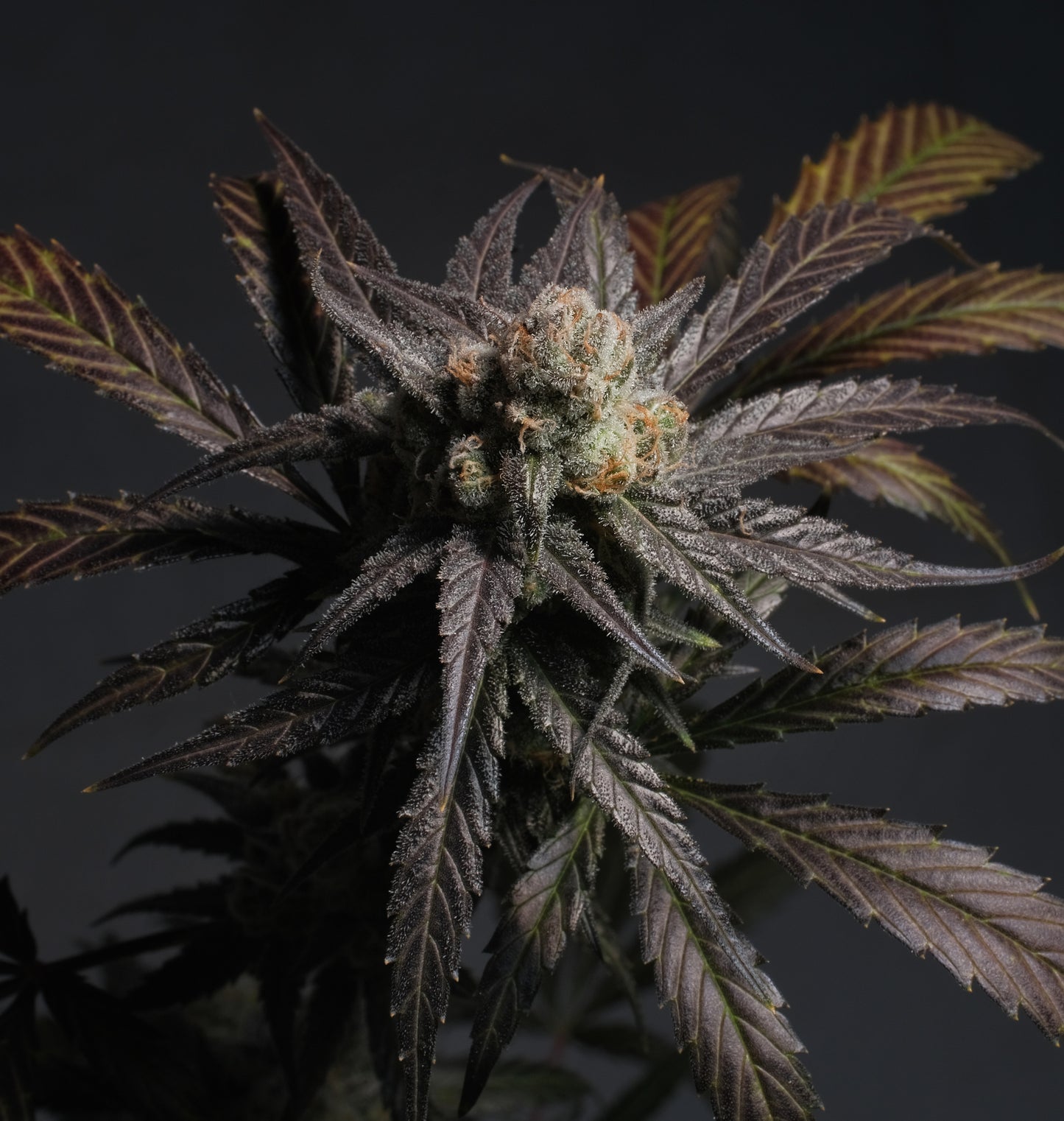 Cherry Zoap Auto