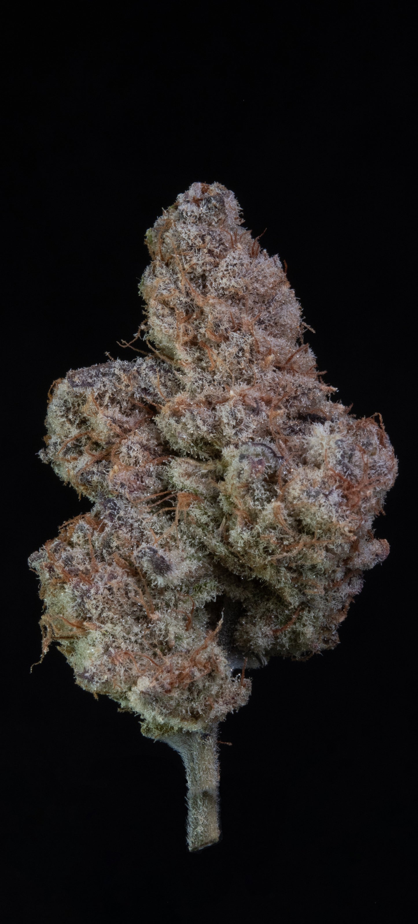 Cherry Zoap Auto