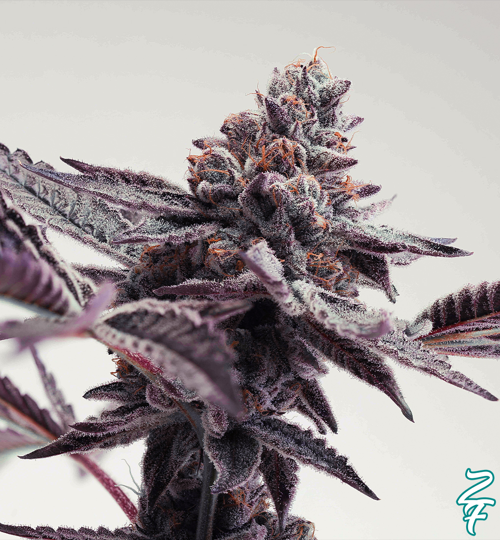 EXOTIC CANDIES - Limited