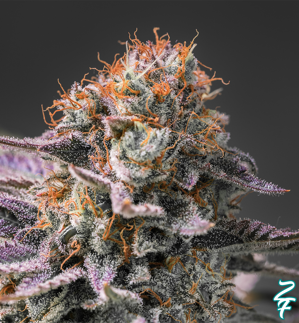 EXOTIC GUAVA - Limited
