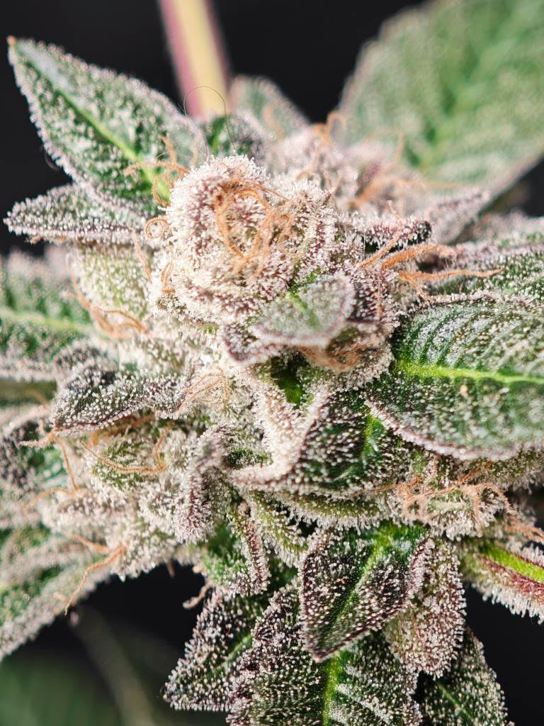 Lemon Cherry Fire