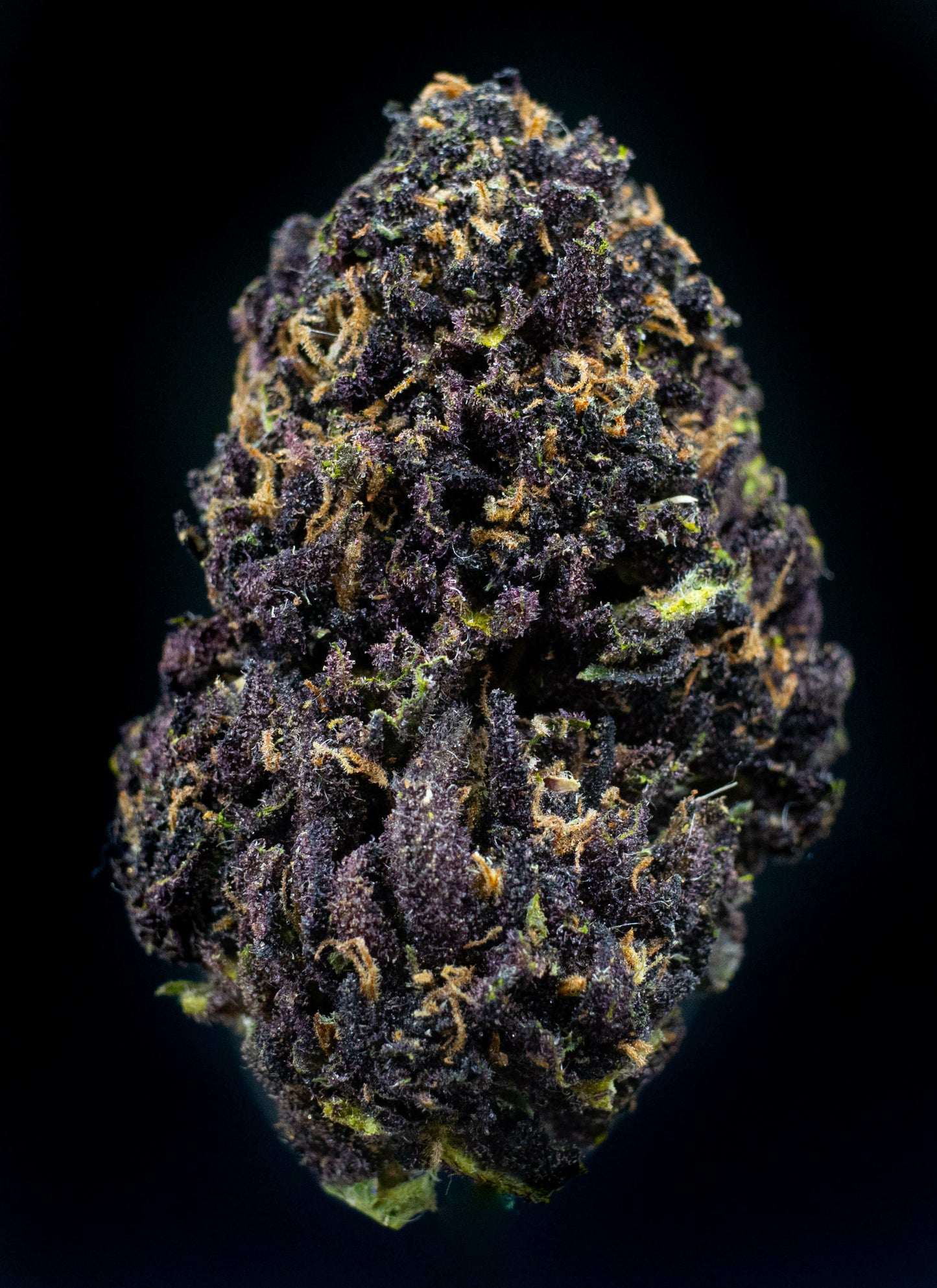 Mimosa Cream Auto