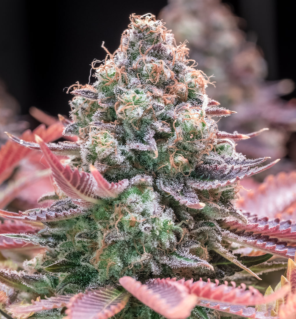 PINK LEMONADE - Limited