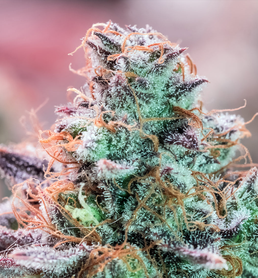 PINK LEMONADE - Limited