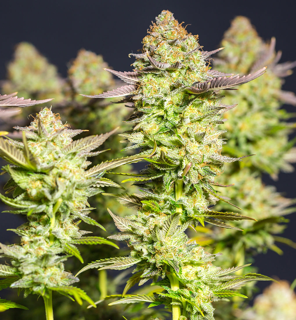 PINK LEMONADE - Limited