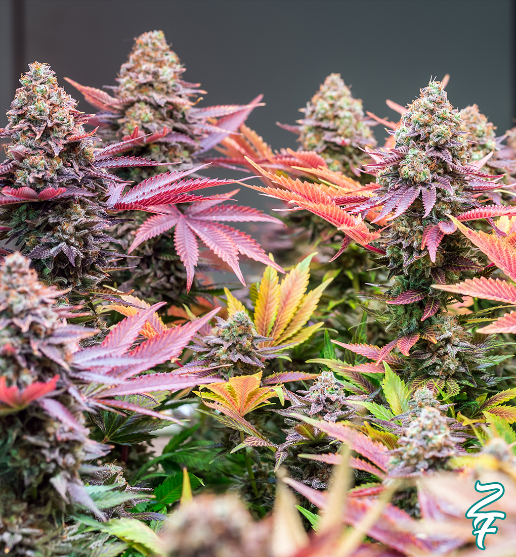 PINK LEMONADE - Limited