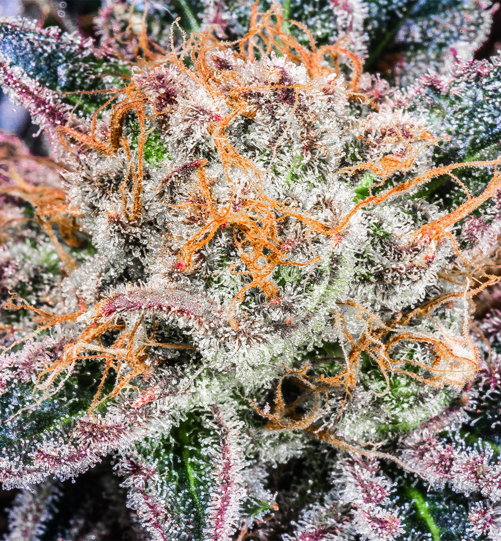 Rainbow Cheatz