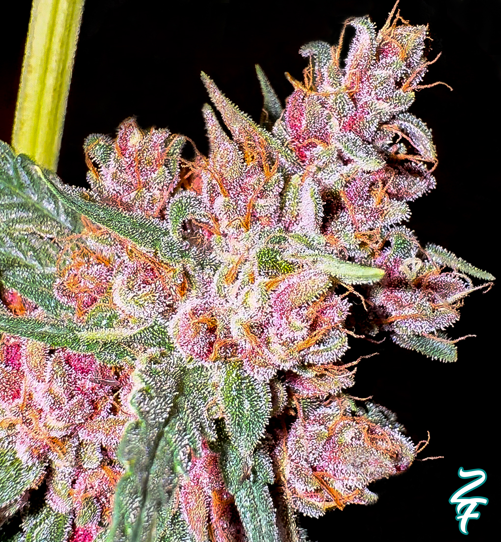 Rainbow Cheatz