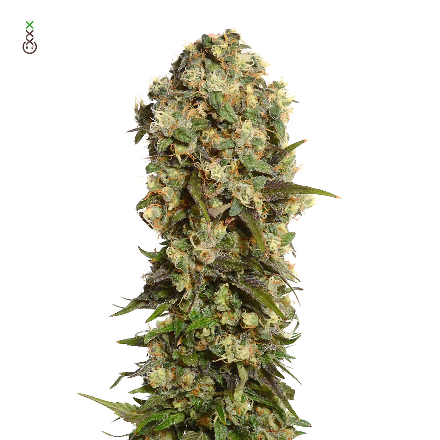 White Choco Haze