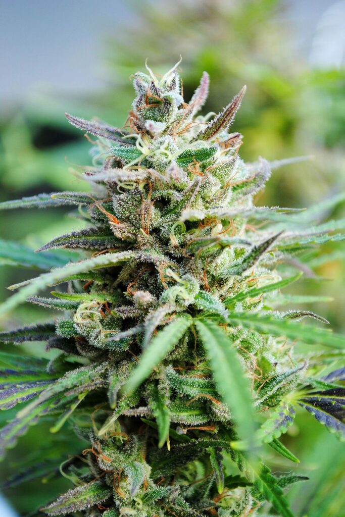 Baby Boom Auto