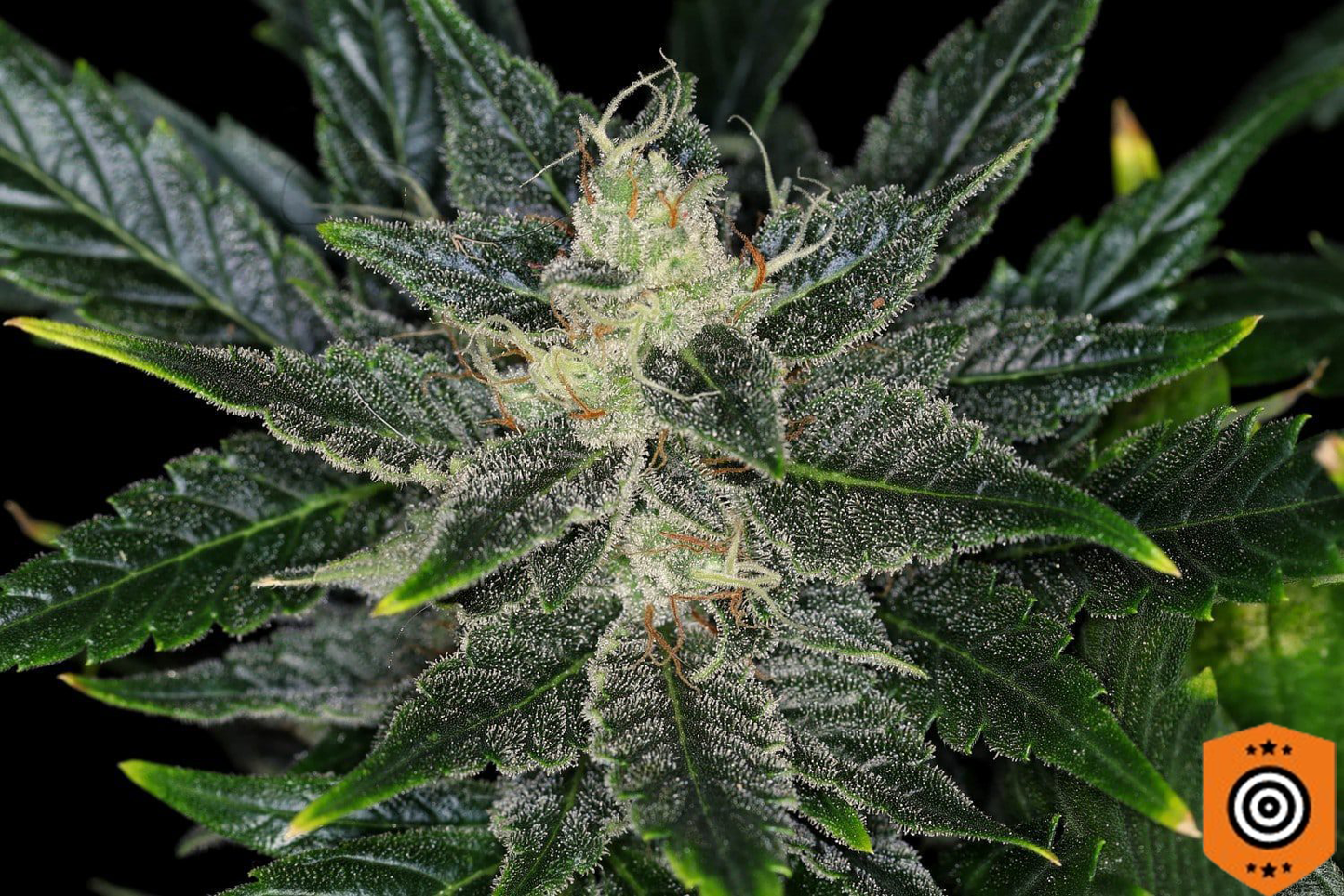 Gorilla King Auto