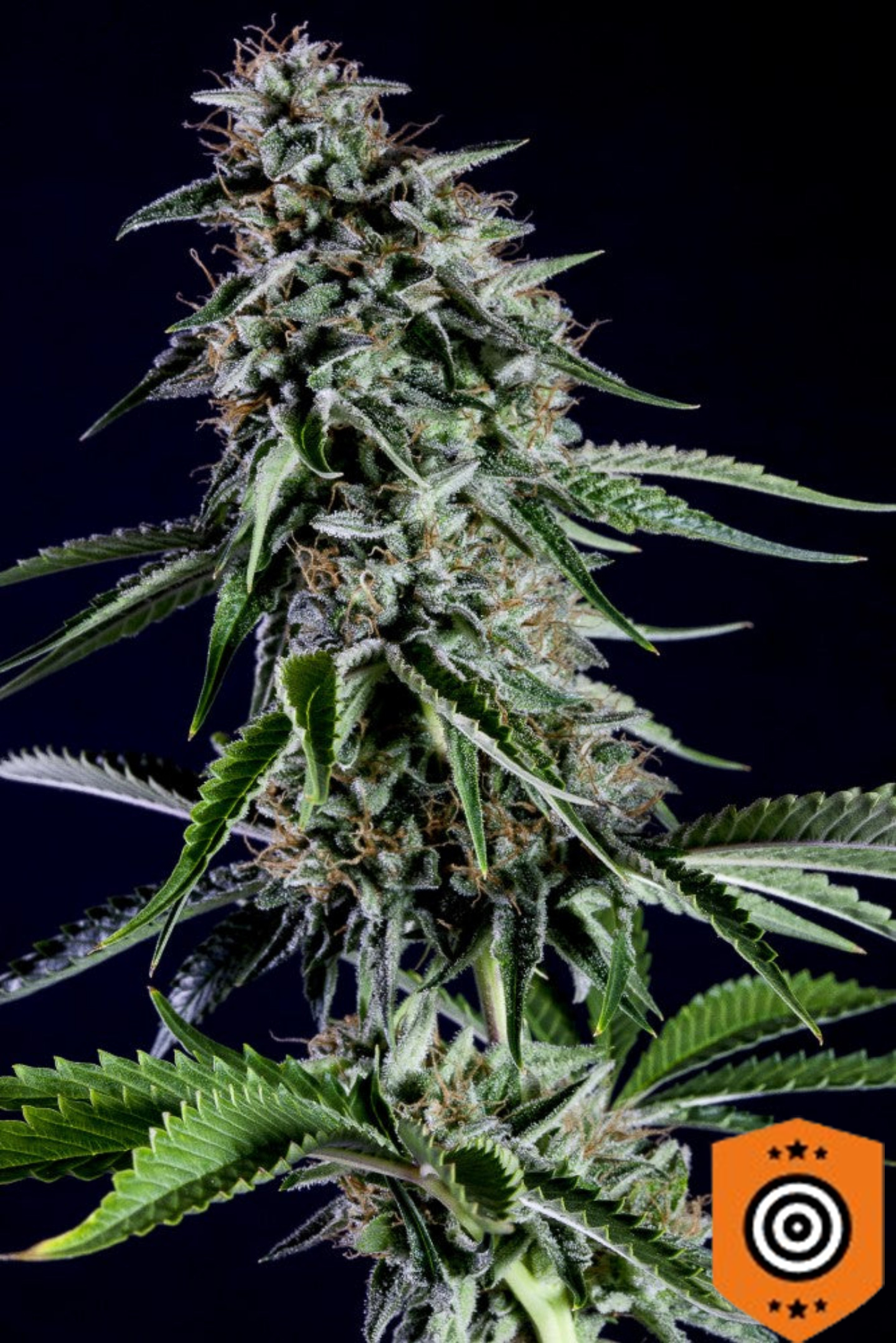 Rainbow Sherbert #11