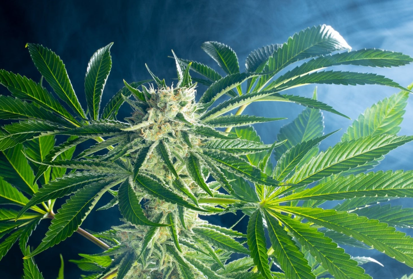 Rainbow Sherbert #11