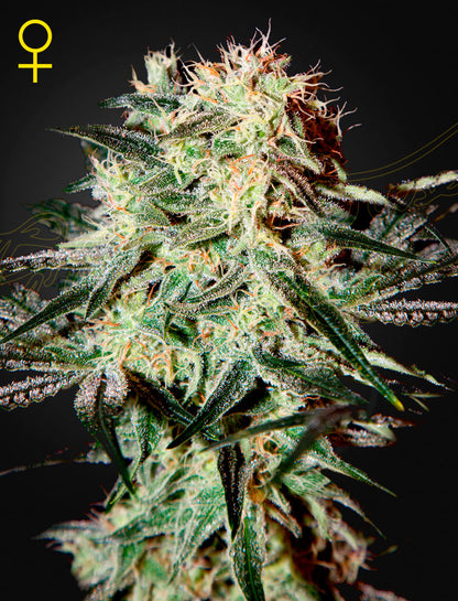 Arjan‘s Strawberry Haze feminized - Green House Cannabis-Samen