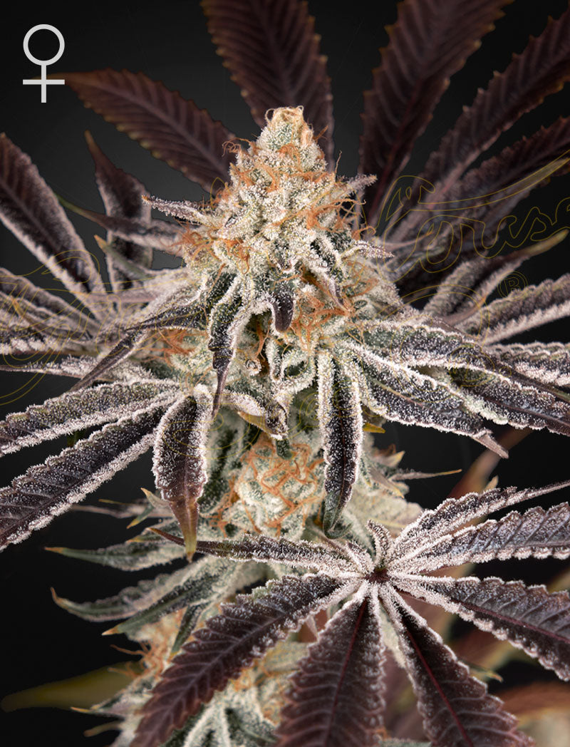 Dark Poenix feminized - Green House Cannabis-Samen