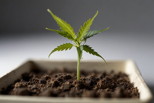 Vorgezogene Cannabis-Samen aus feminisiertem Saatgut im 0,5l Topf