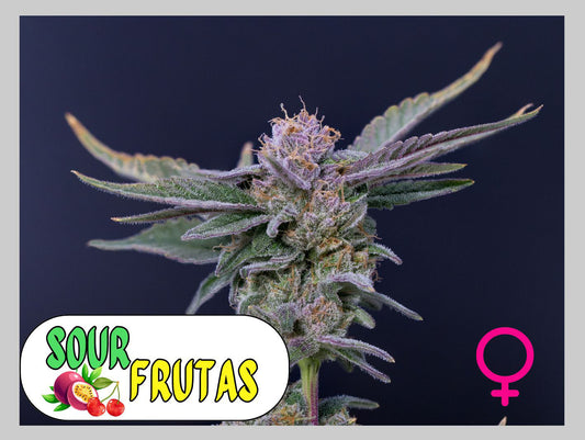 SOUR FRUTAS