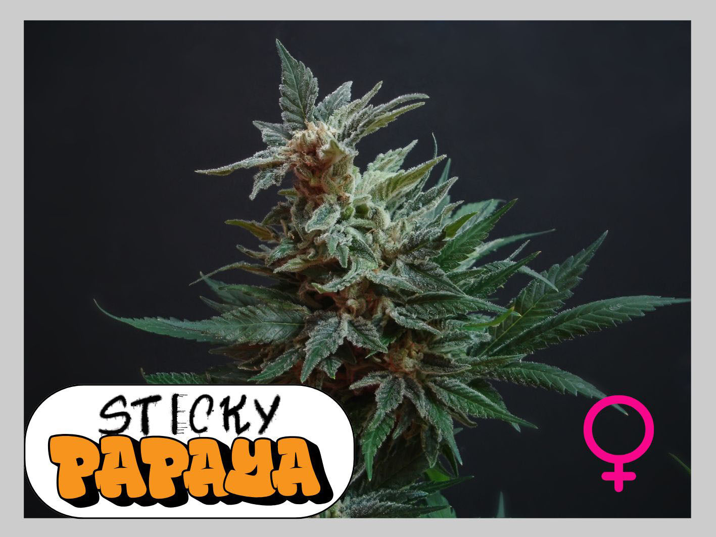 STICKY PAPAYA - Samen