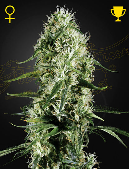 Super Silver Haze - Samen