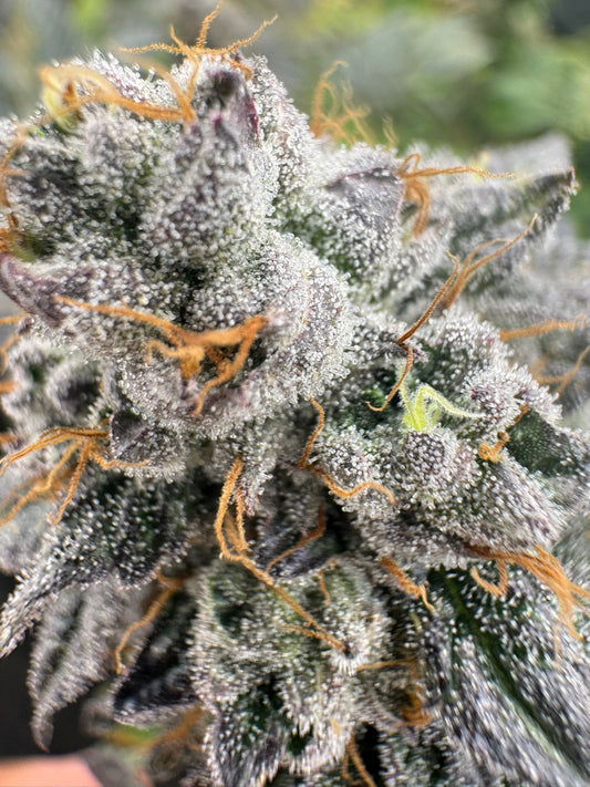 Lemon Cherry Fire