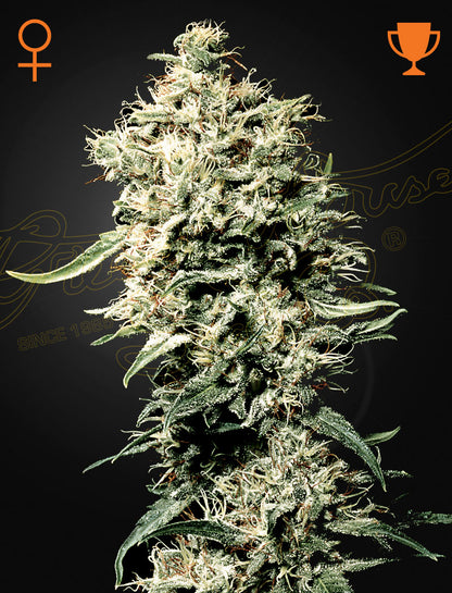 White Rhino feminized - Green House Cannabis-Samen