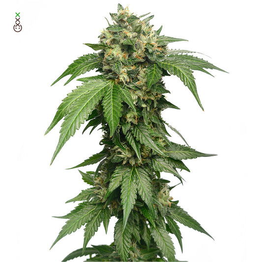 Grapefruit Superstar