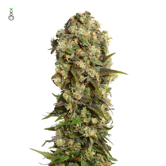 White Choco Haze